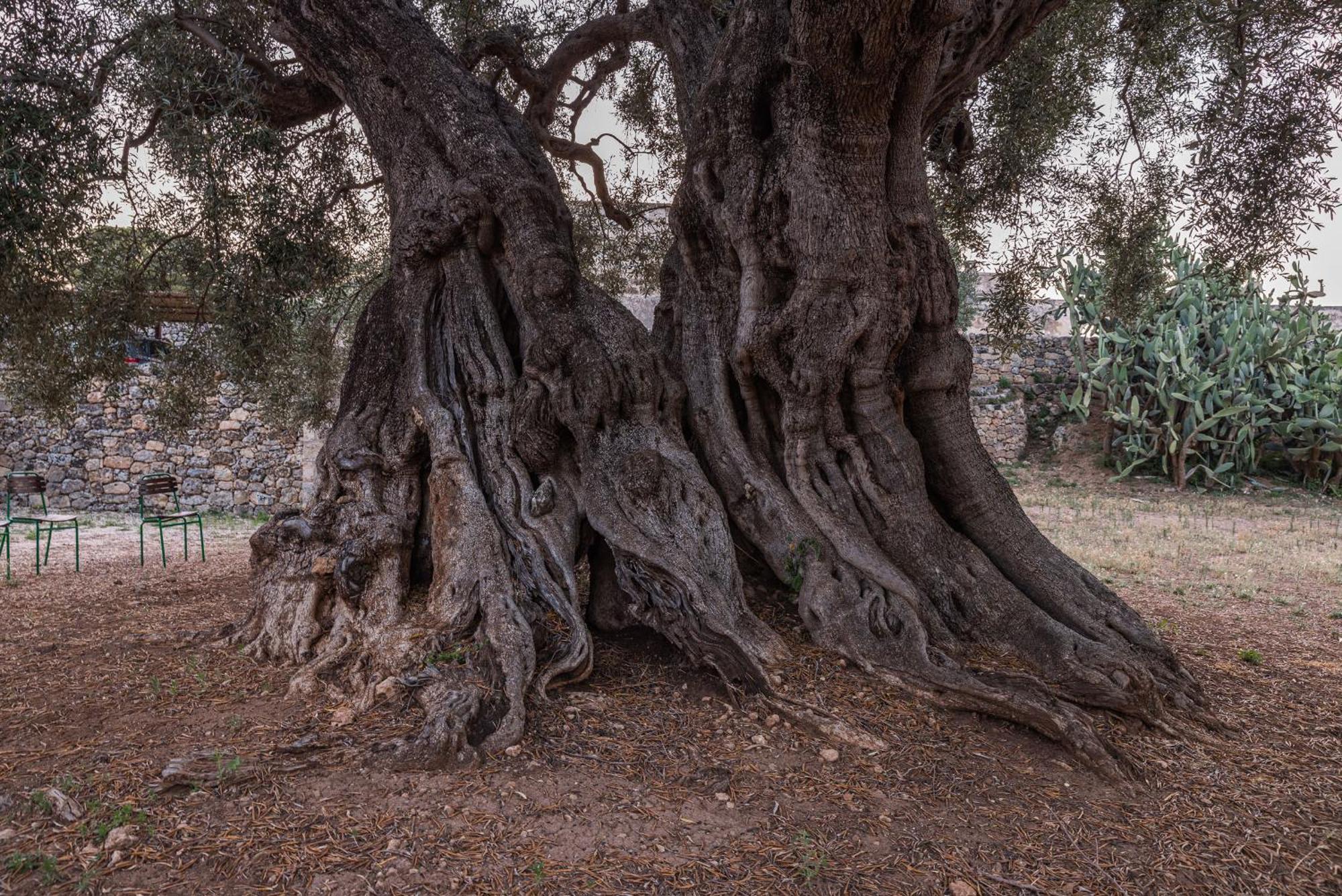 Masseria Torrelonga Fasano Buitenkant foto